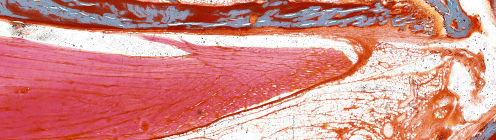 Makellose Dünnschliffe